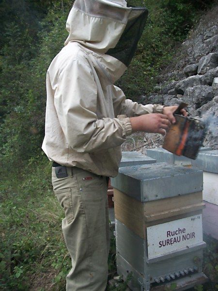 La ruche Sureau noir