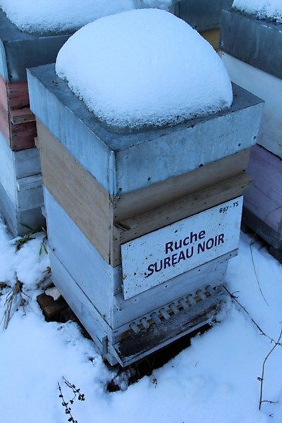 La ruche Sureau noir