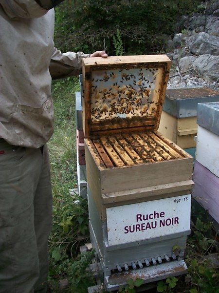 La ruche Sureau noir