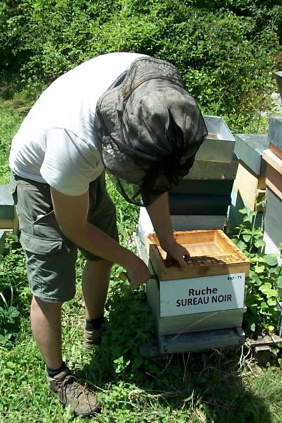 La ruche Sureau noir