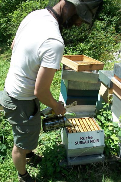 La ruche Sureau noir