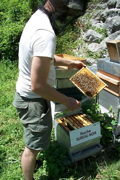 La ruche Sureau noir