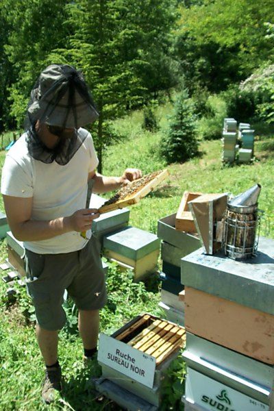 La ruche Sureau noir