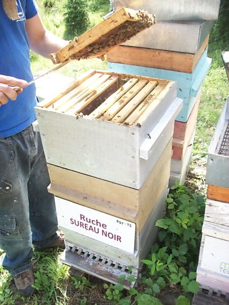 La ruche Sureau noir