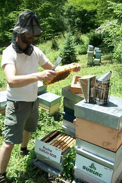 La ruche Sureau noir