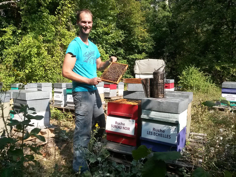 La ruche Sureau noir