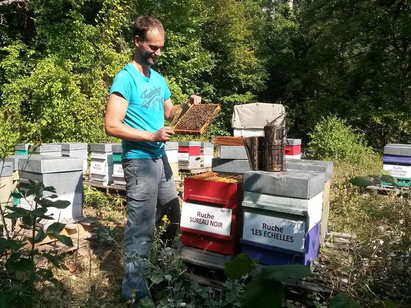 La ruche Sureau noir