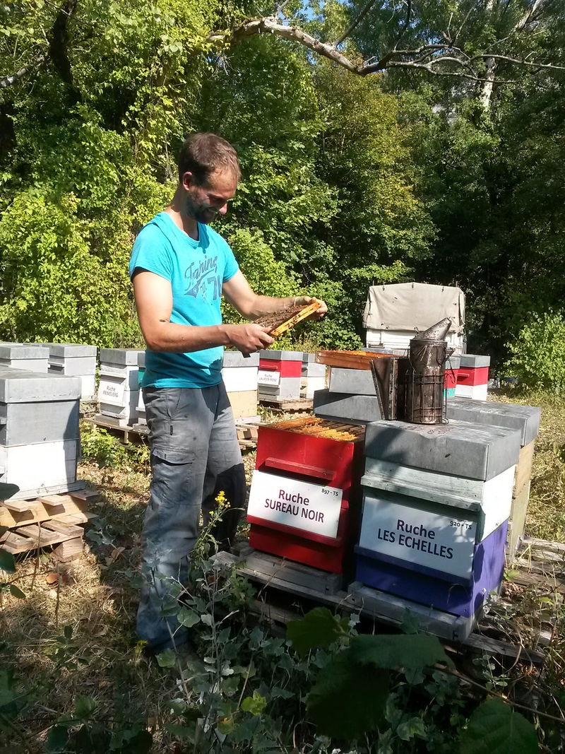 La ruche Sureau noir