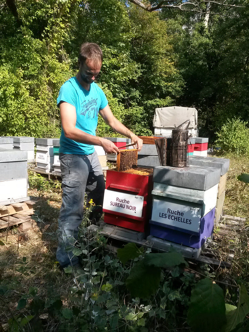 La ruche Sureau noir