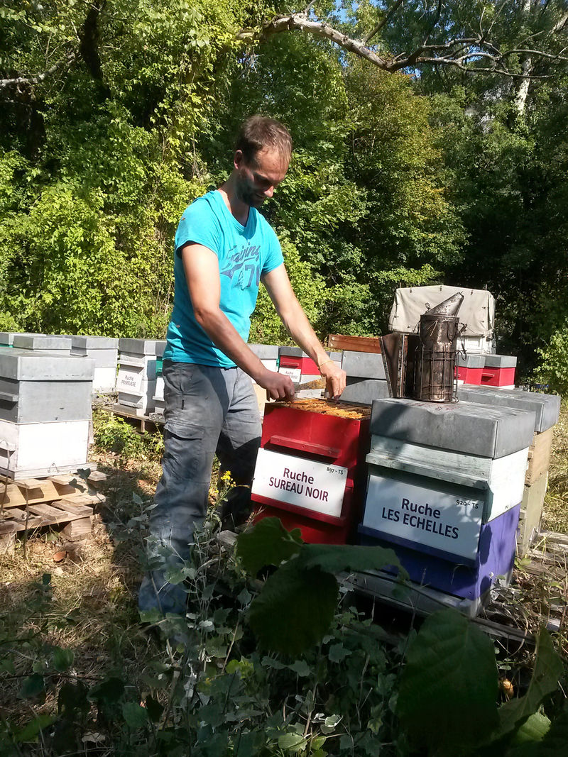 La ruche Sureau noir