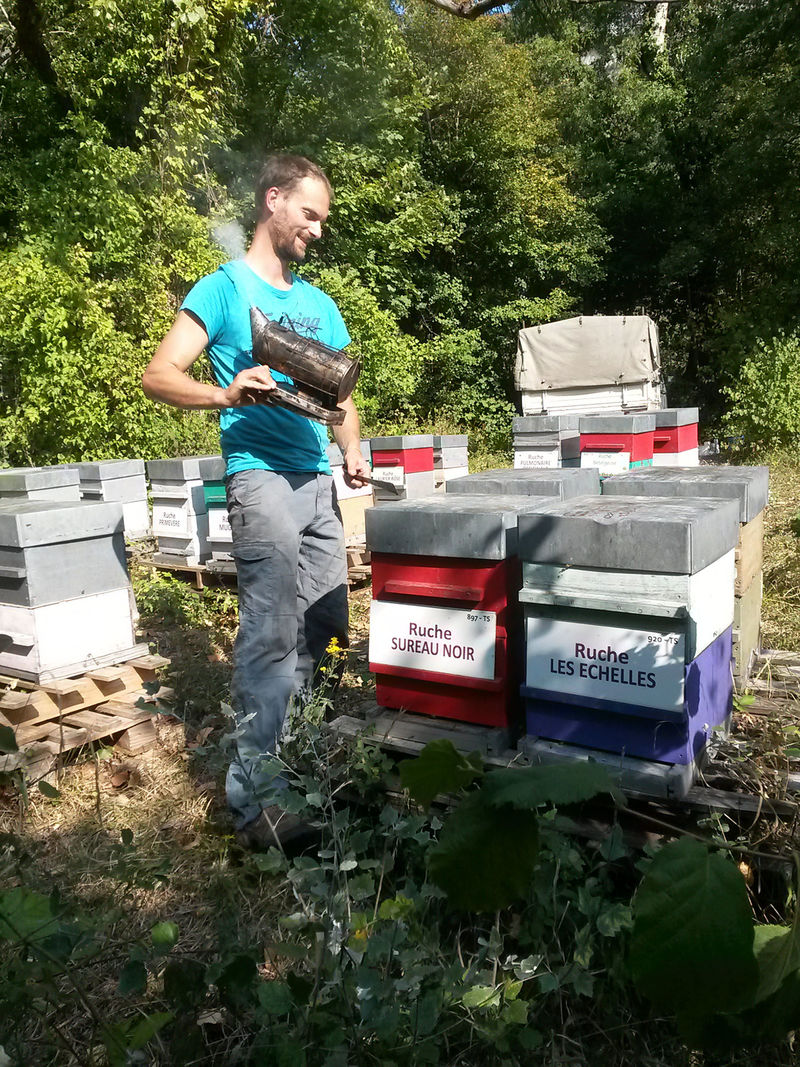 La ruche Sureau noir