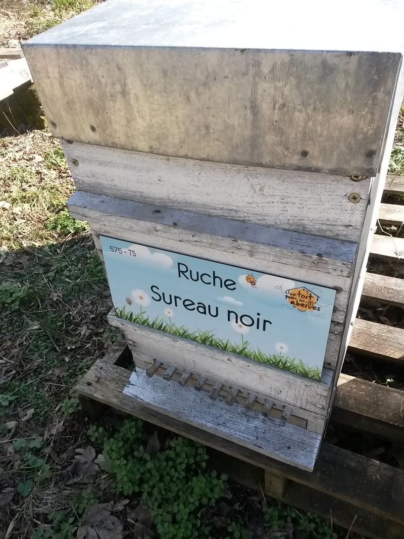 La ruche Sureau noir