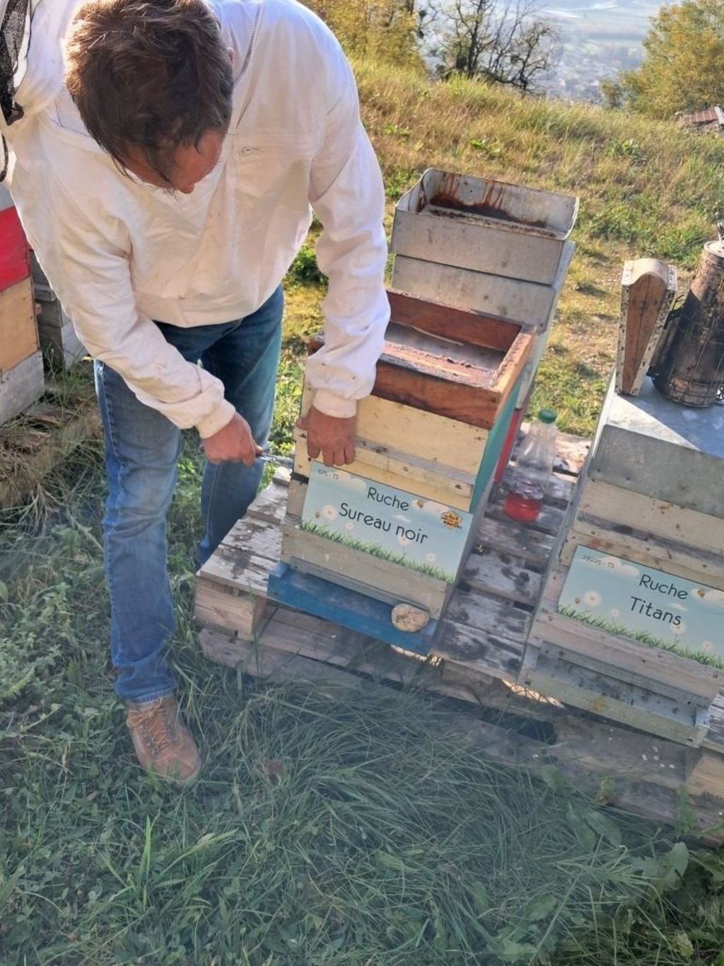 La ruche Sureau noir