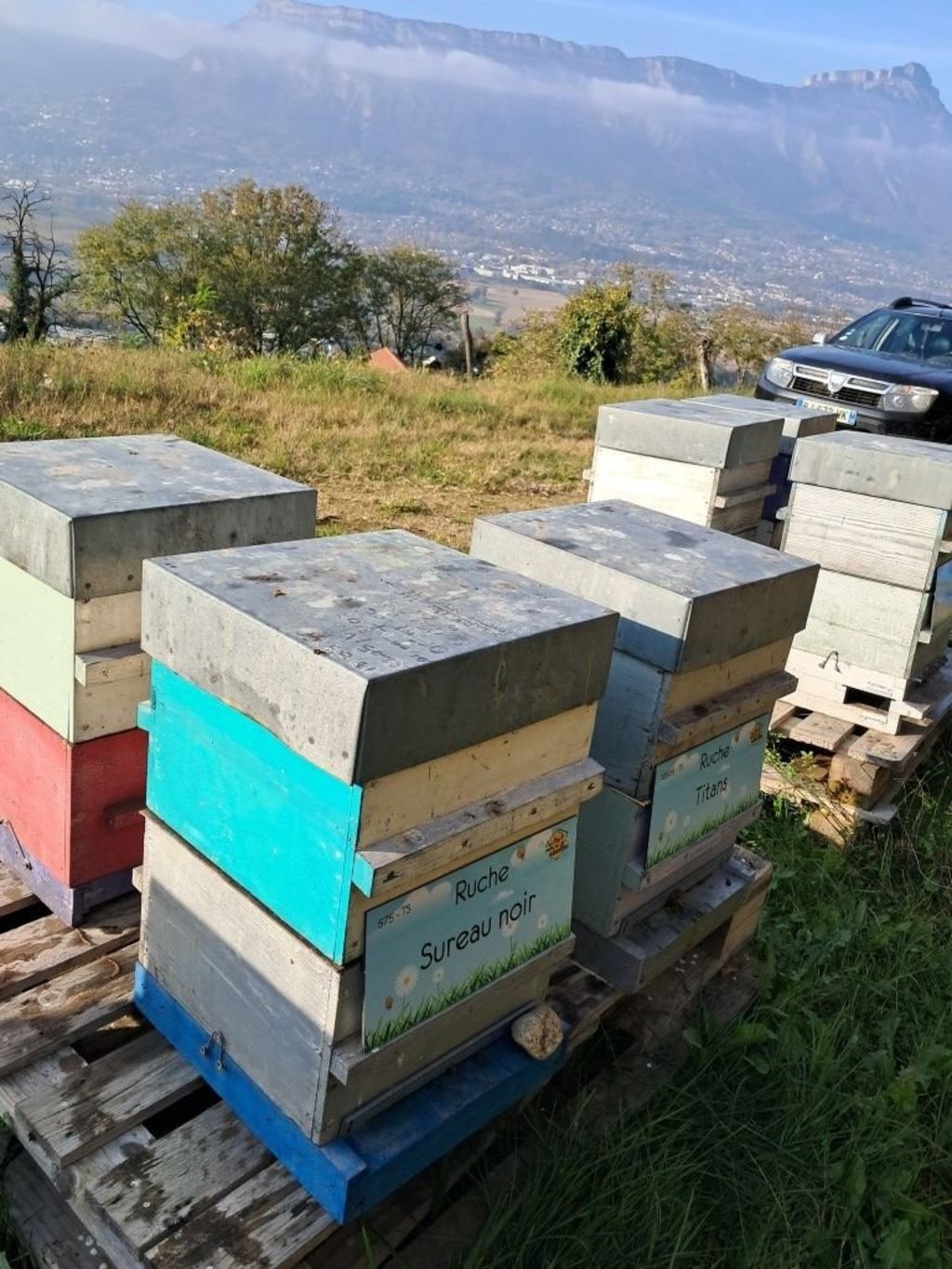 La ruche Sureau noir