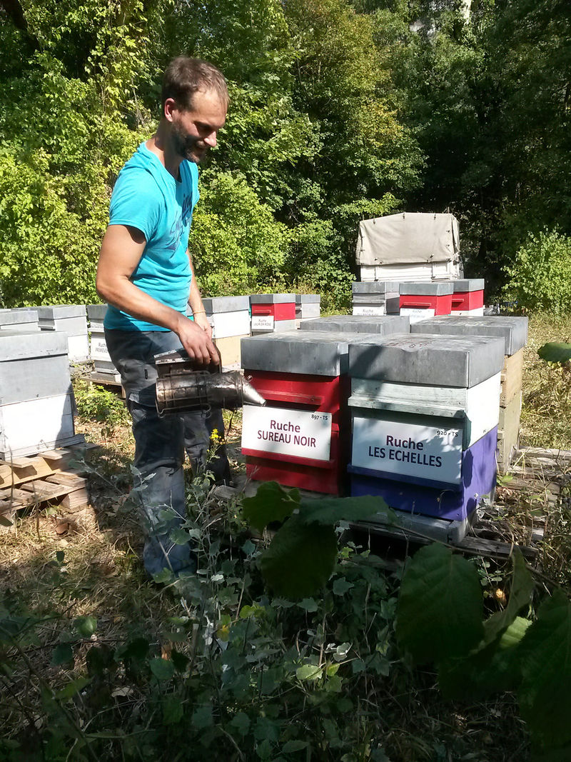 La ruche Sureau noir