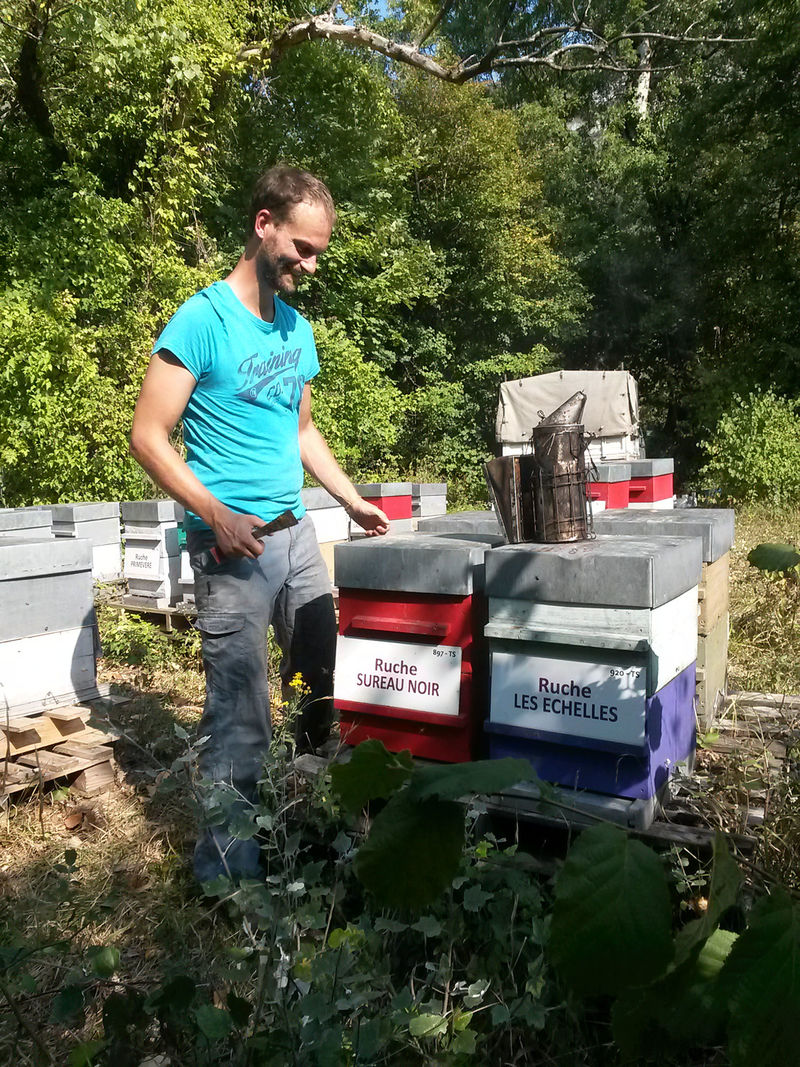 La ruche Sureau noir