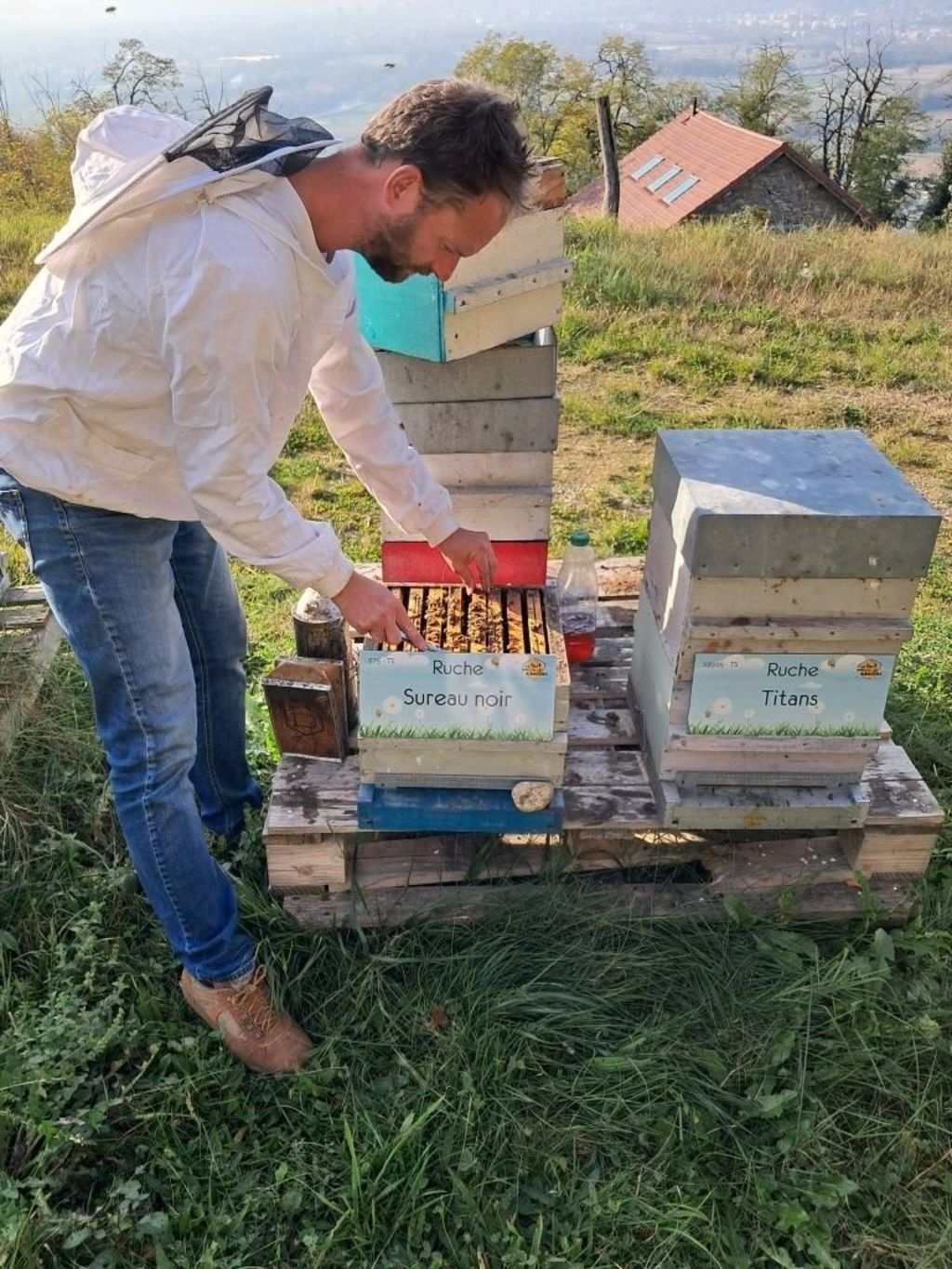 La ruche Sureau noir