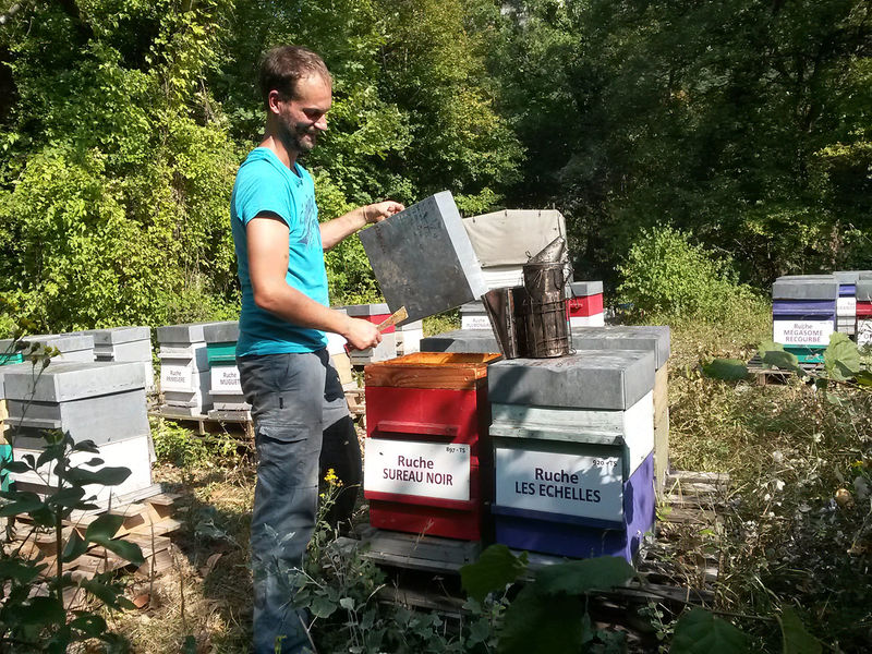 La ruche Sureau noir