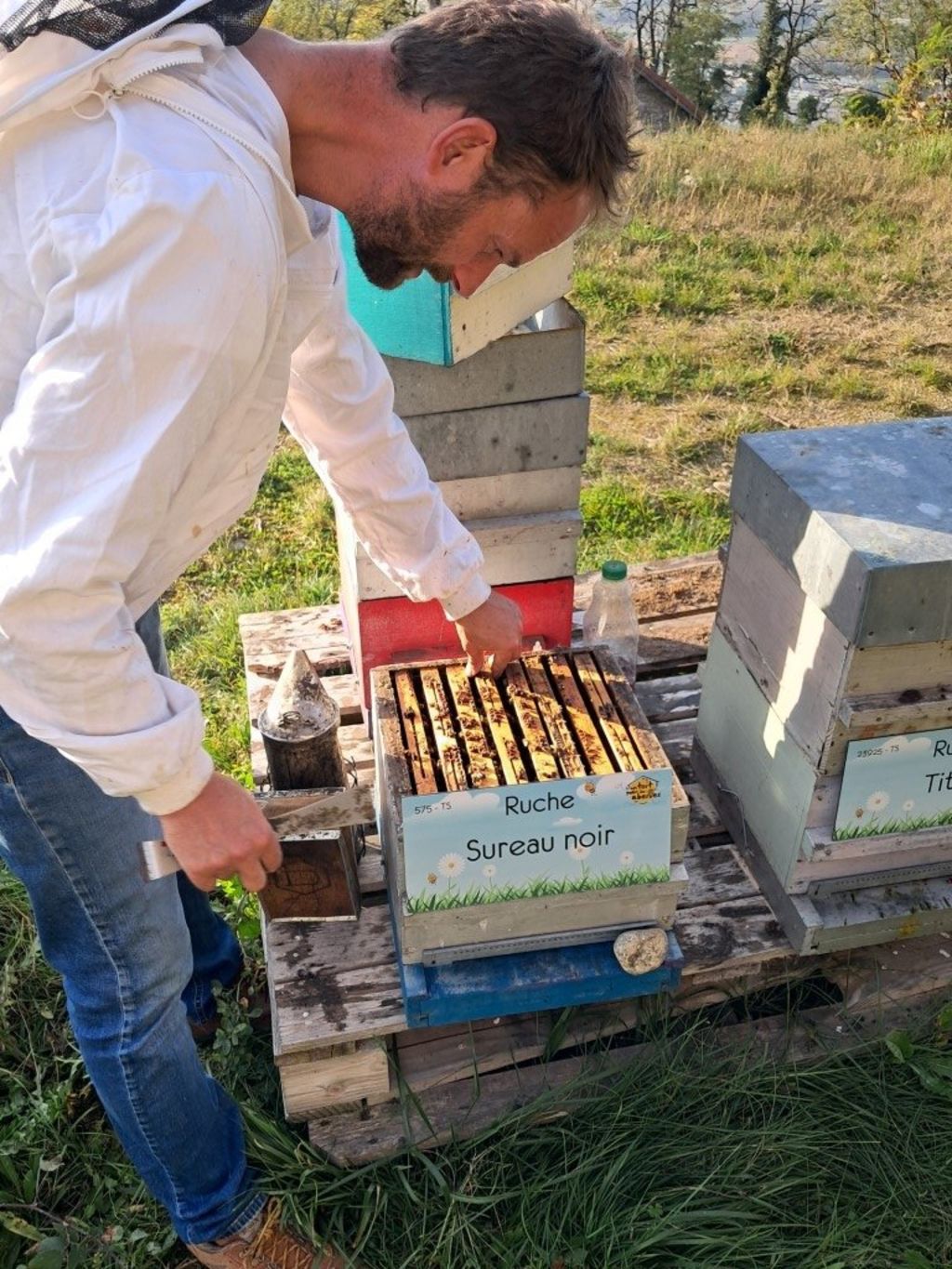 La ruche Sureau noir