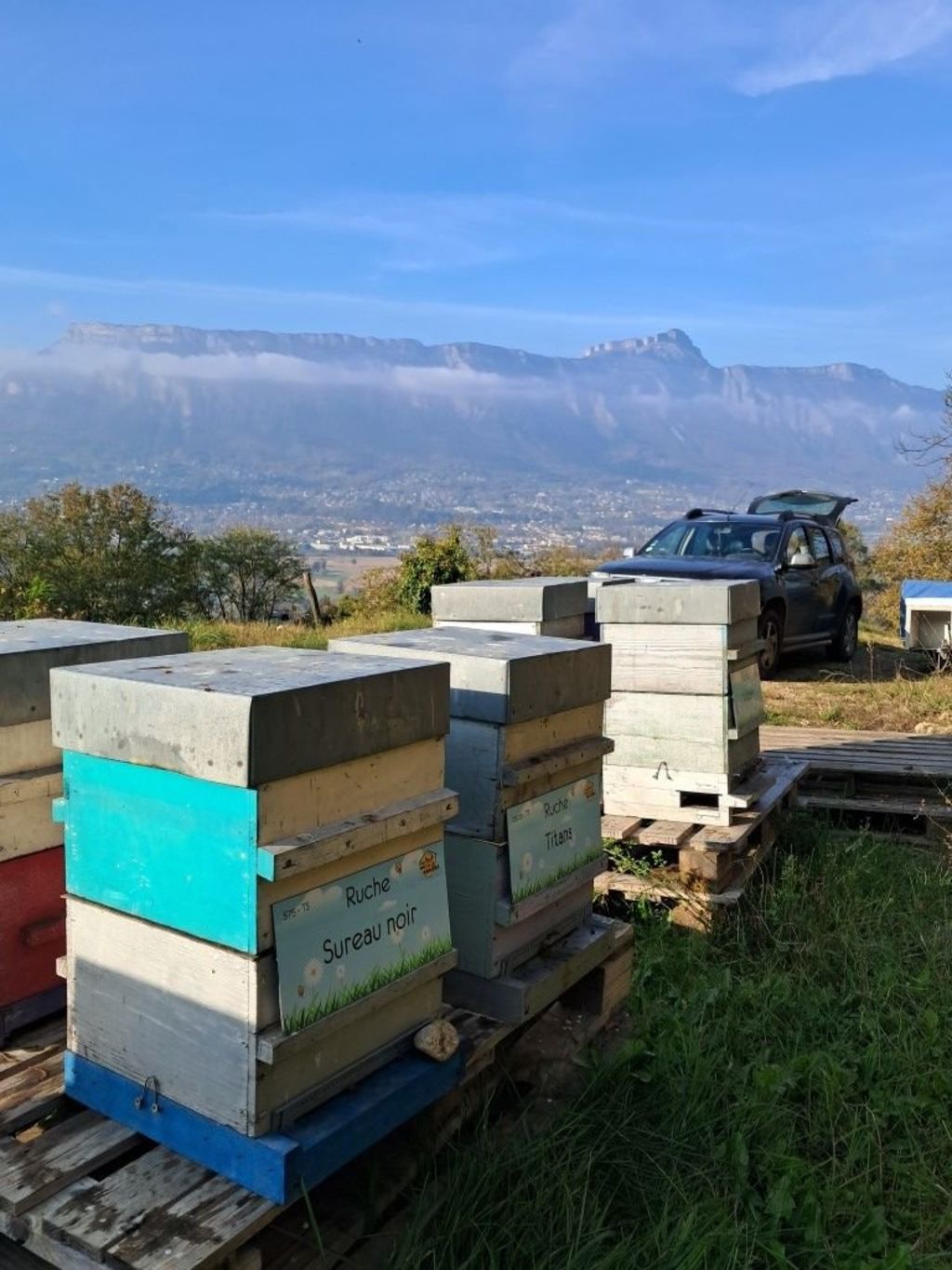 La ruche Sureau noir