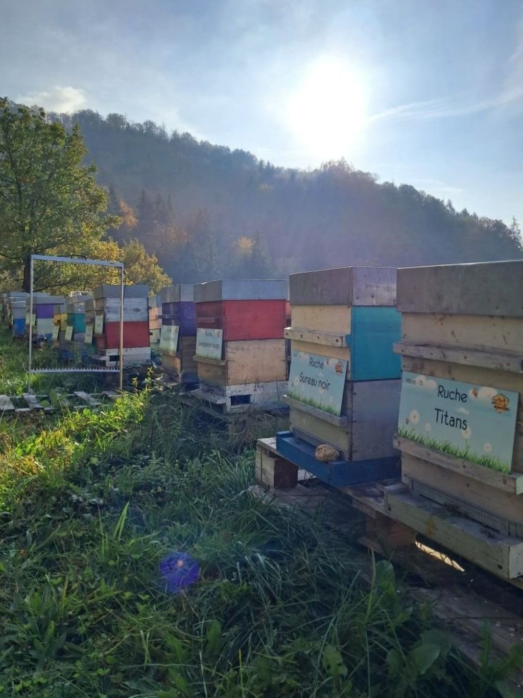 La ruche Sureau noir