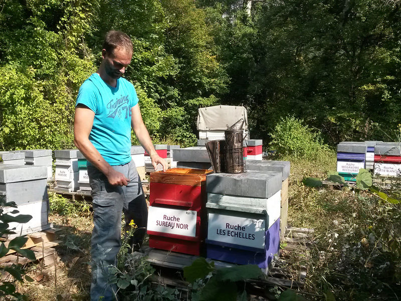 La ruche Sureau noir