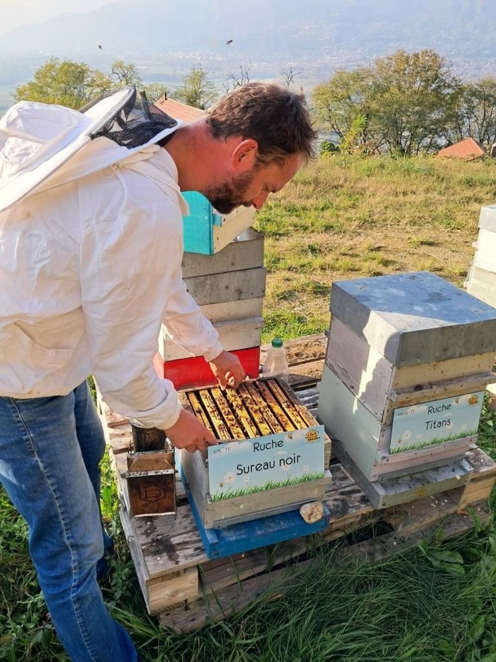 La ruche Sureau noir
