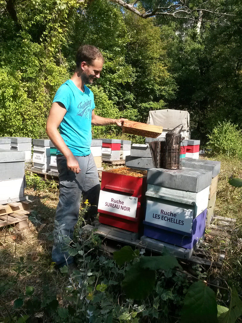 La ruche Sureau noir