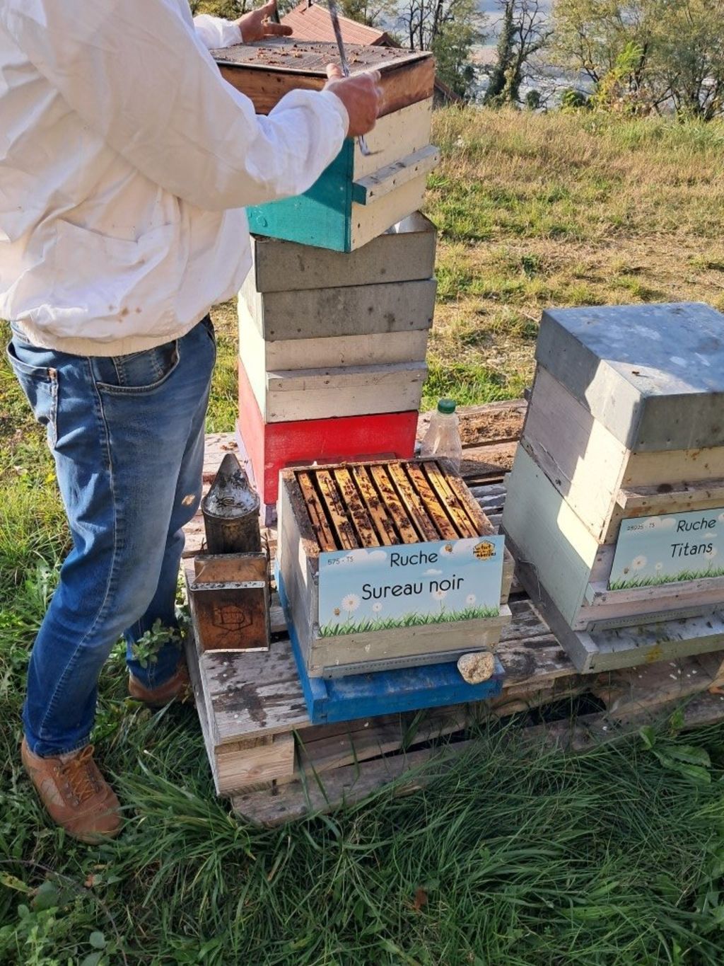La ruche Sureau noir