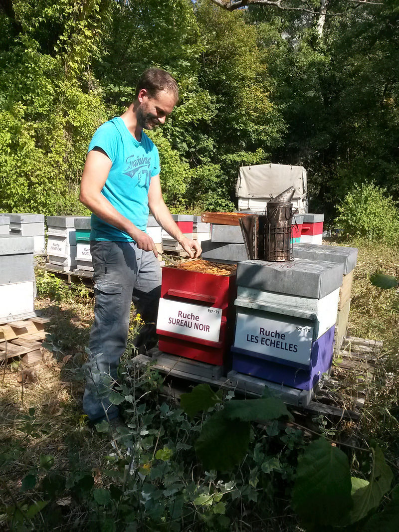 La ruche Sureau noir