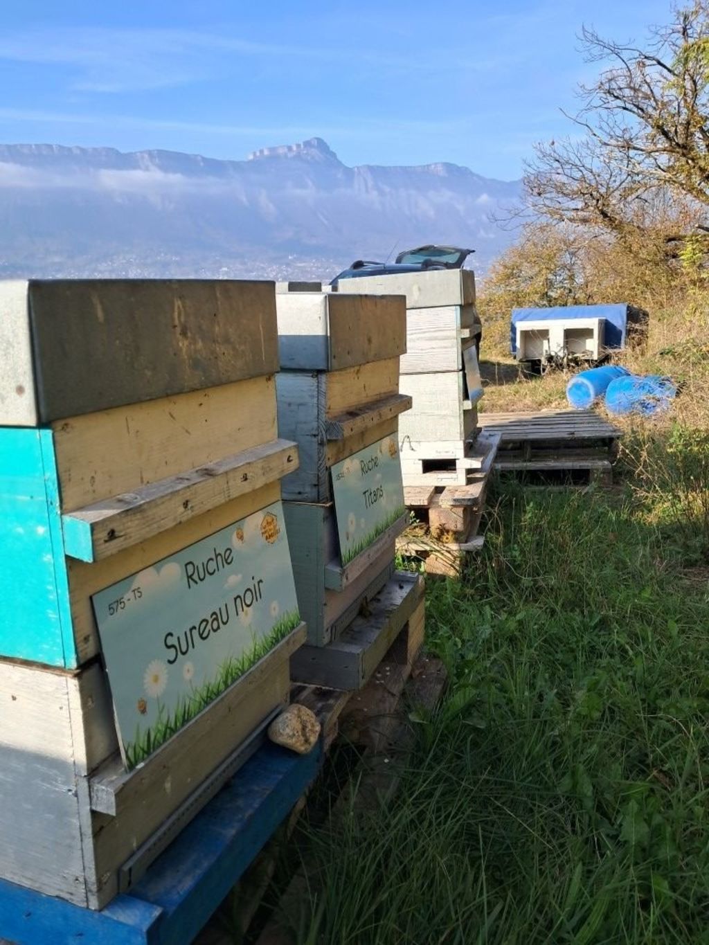 La ruche Sureau noir