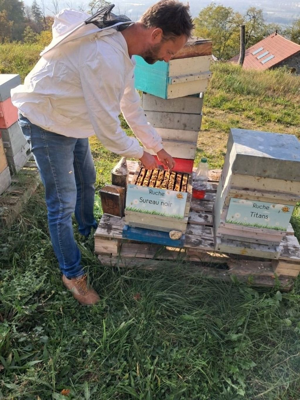 La ruche Sureau noir