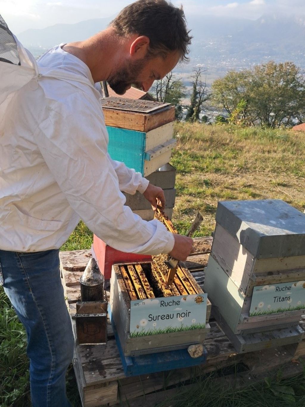 La ruche Sureau noir