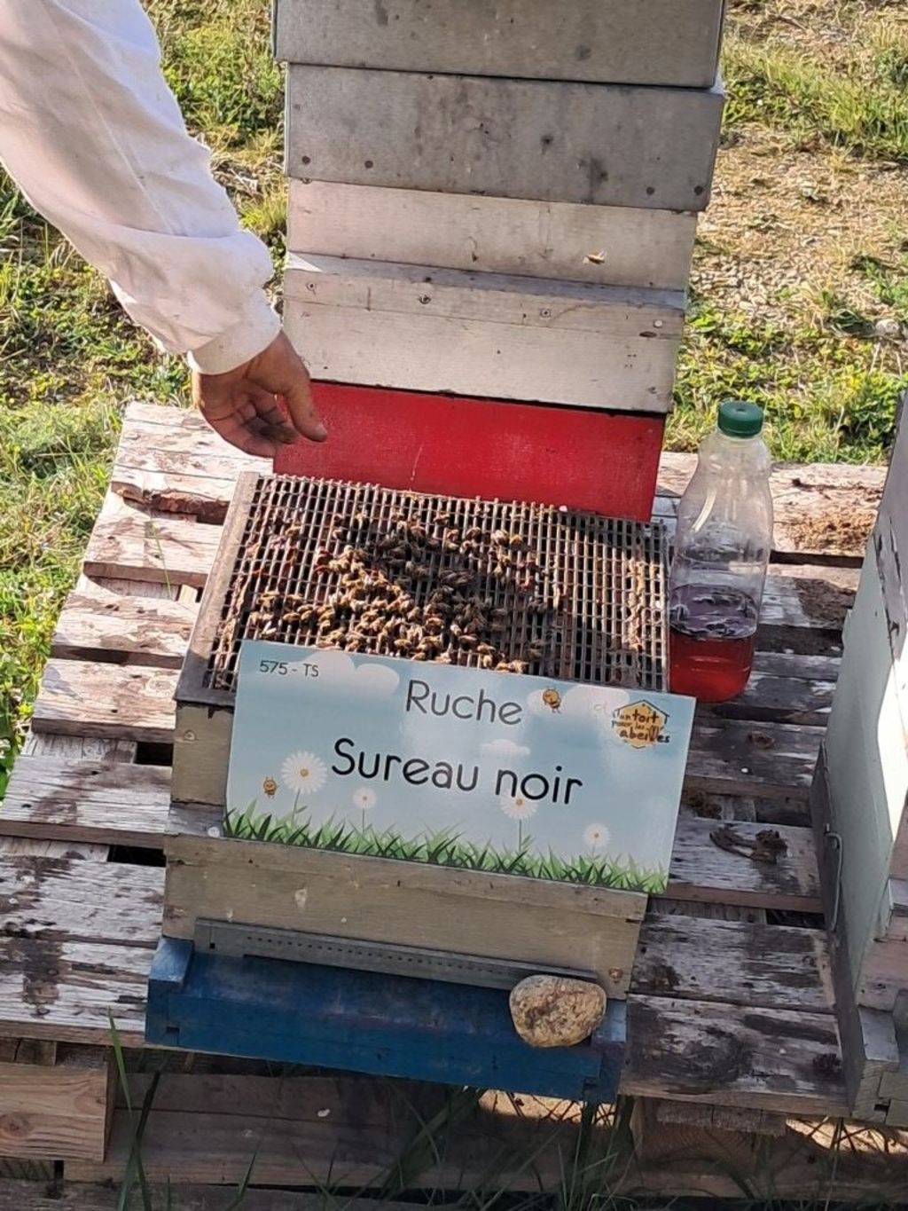 La ruche Sureau noir