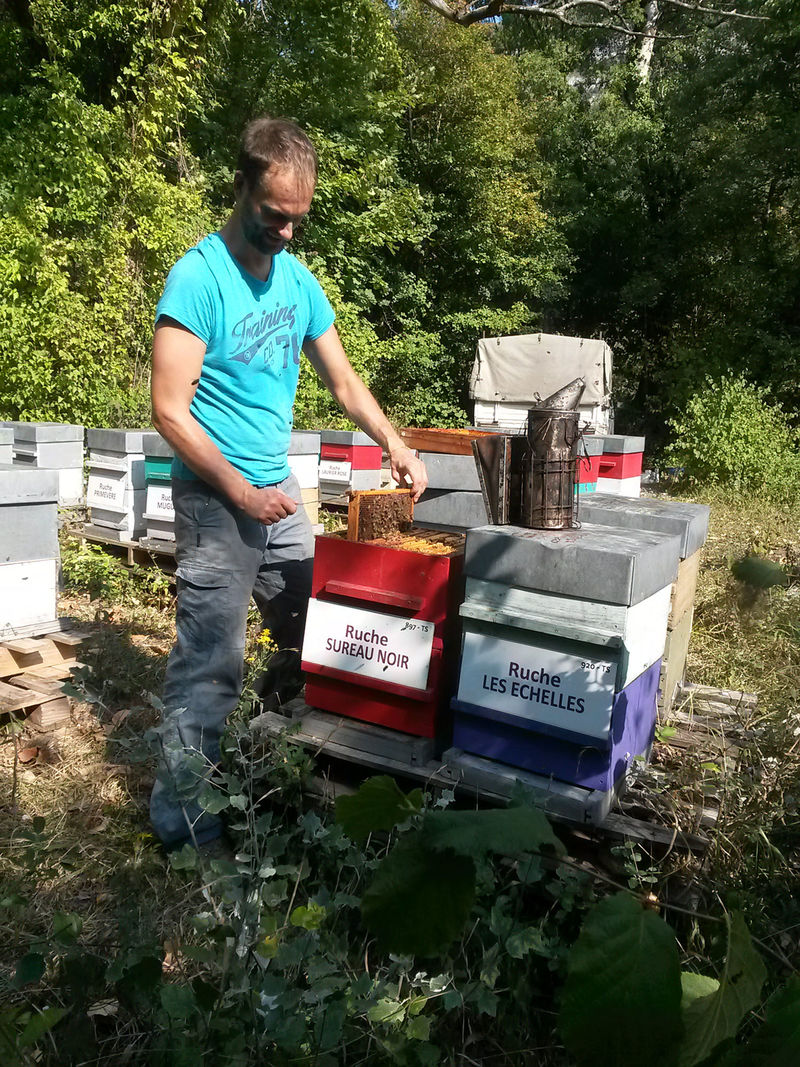 La ruche Sureau noir
