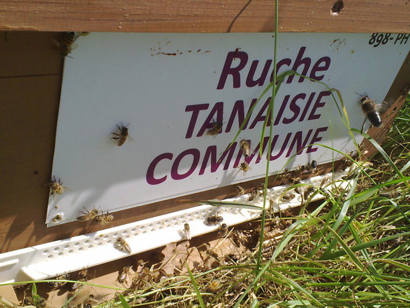 La ruche 