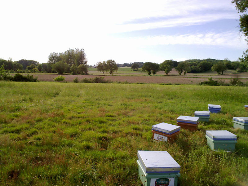 La ruche Tanaisie commune