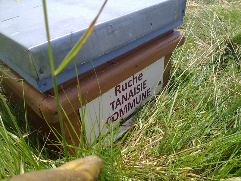 La ruche Tanaisie commune