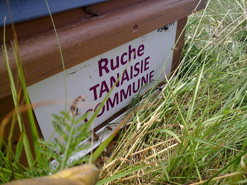 La ruche Tanaisie commune