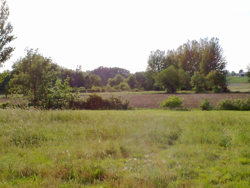 La ruche Tanaisie commune