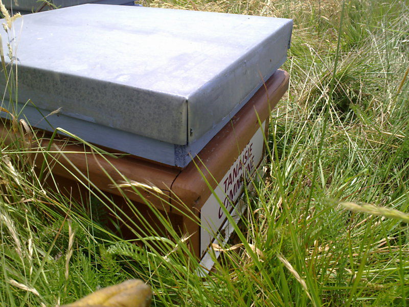 La ruche Tanaisie commune