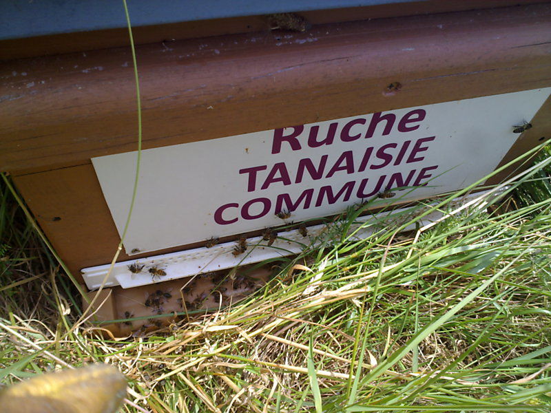La ruche Tanaisie commune