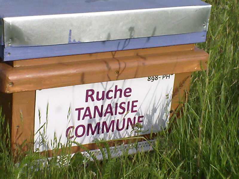 La ruche Tanaisie commune