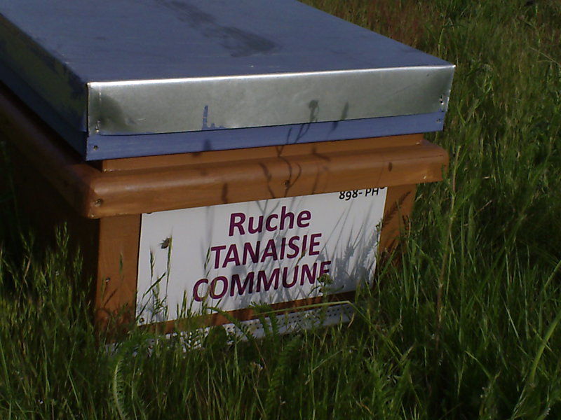 La ruche Tanaisie commune