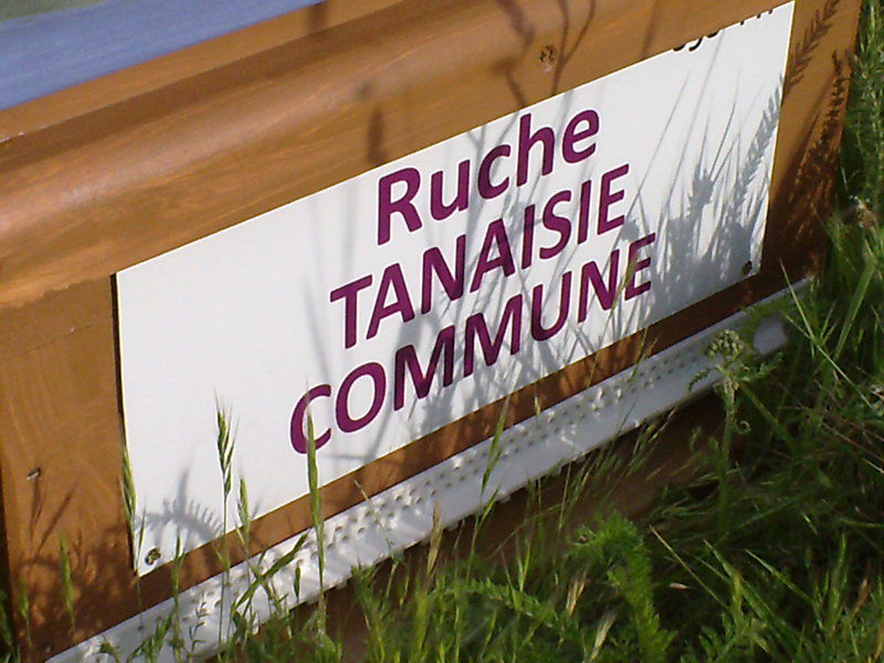 La ruche Tanaisie commune