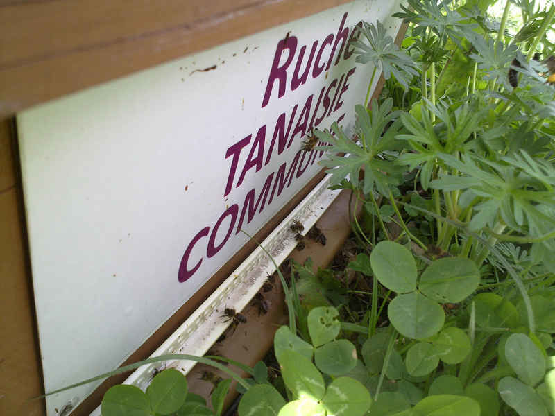La ruche Tanaisie commune