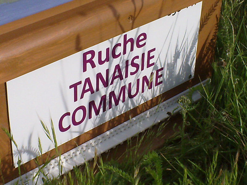 La ruche Tanaisie commune