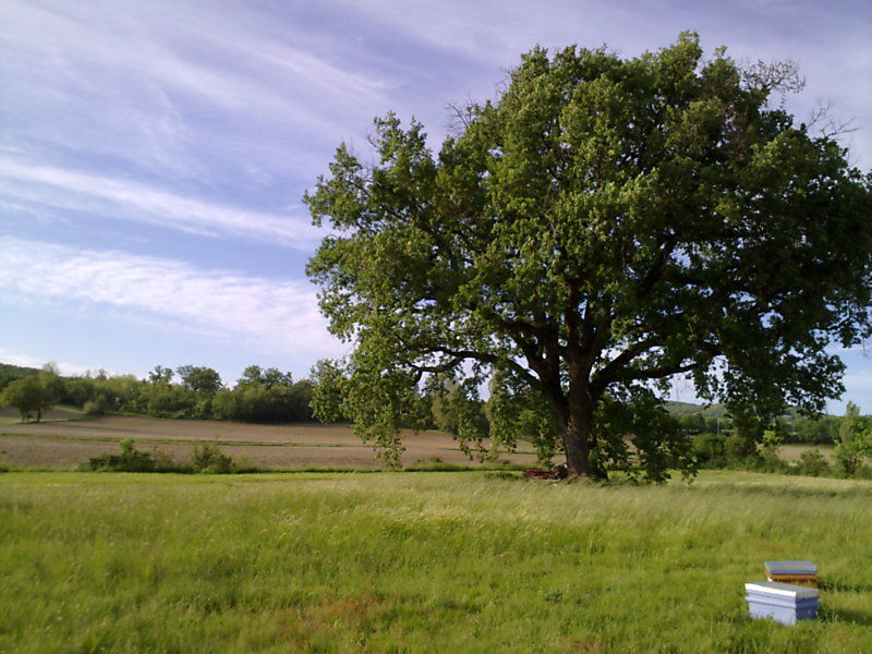 La ruche Tanaisie commune