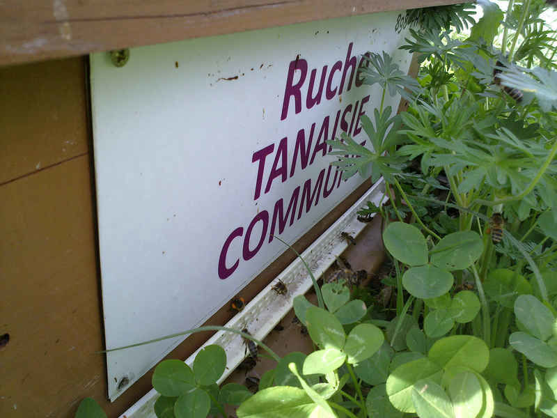 La ruche Tanaisie commune