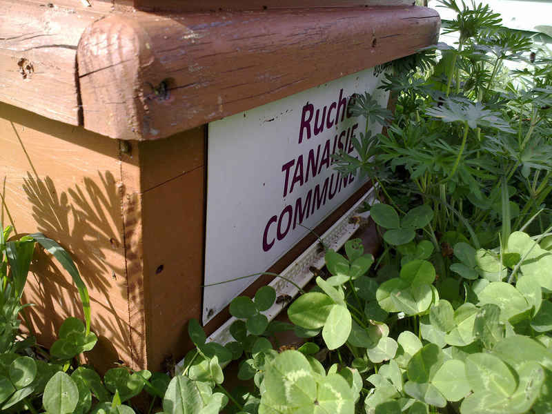 La ruche Tanaisie commune